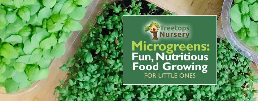 Microgreens: fun, nutritious, food growing for little ones