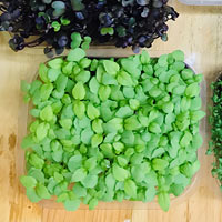 Various microgreen leaves sprouting