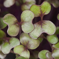 Red cabbage microgreens are packed with nutrients