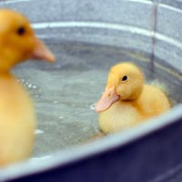 Ducklings can swim just a couple of days after hatching