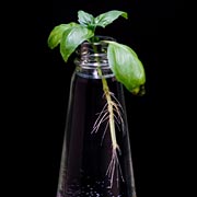 Herbs like basil, coriander, parsley and rosemary are easy to regrow from cuttings left in water.