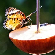 Sugar water drizzled over ripe fruit will attract butterflies and moths.