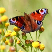 Butterflies may also be attracted to bee-friendly flowers.