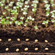 Children can simply scatter seeds (spaced out as per instructions on seed packets) onto some soft, weed-free soil.